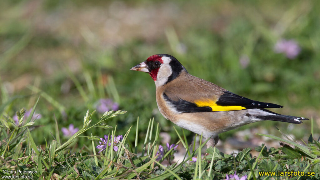 Chardonneret élégant