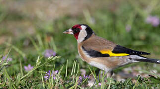 European Goldfinch