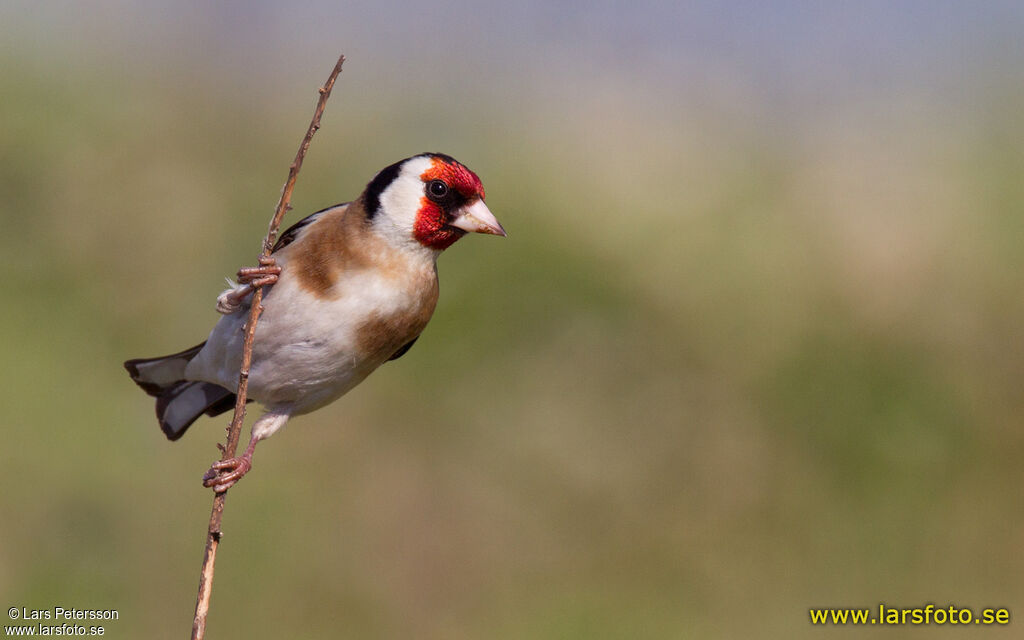 European Goldfinch