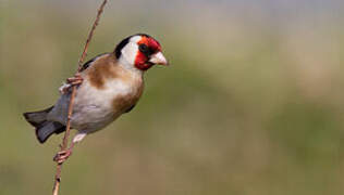 European Goldfinch