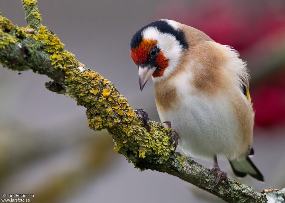 European Goldfinch