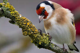 European Goldfinch