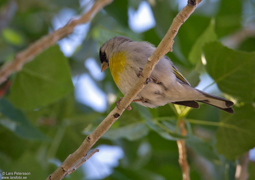 Lawrence's Goldfinch