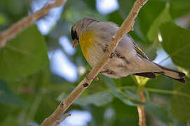 Lawrence's Goldfinch