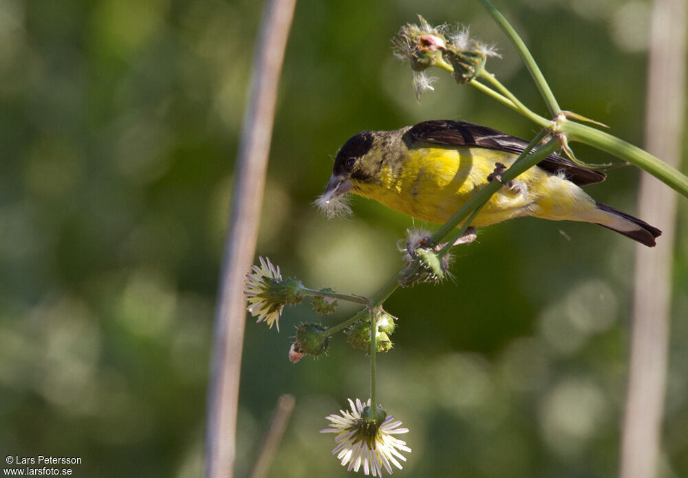 Lesser Goldfinch