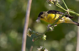 Lesser Goldfinch