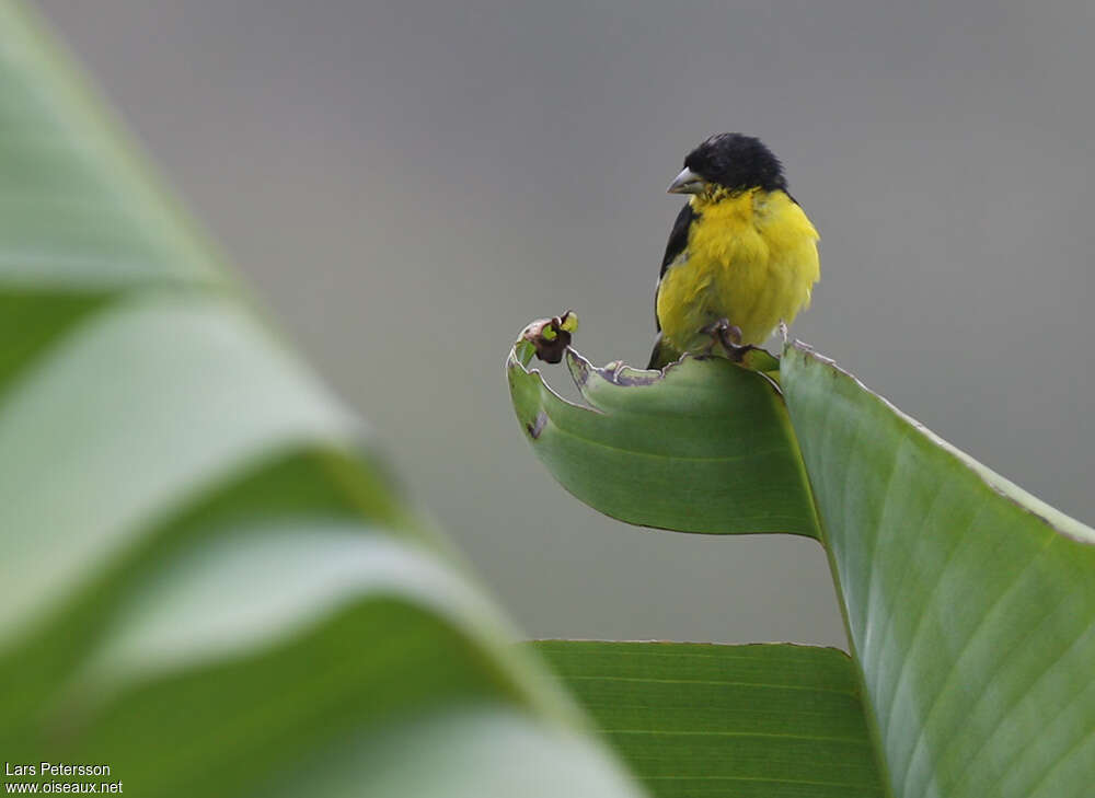 Lesser Goldfinch male adult, close-up portrait, pigmentation