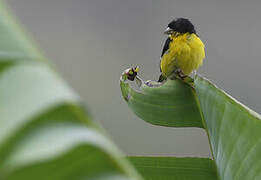 Lesser Goldfinch