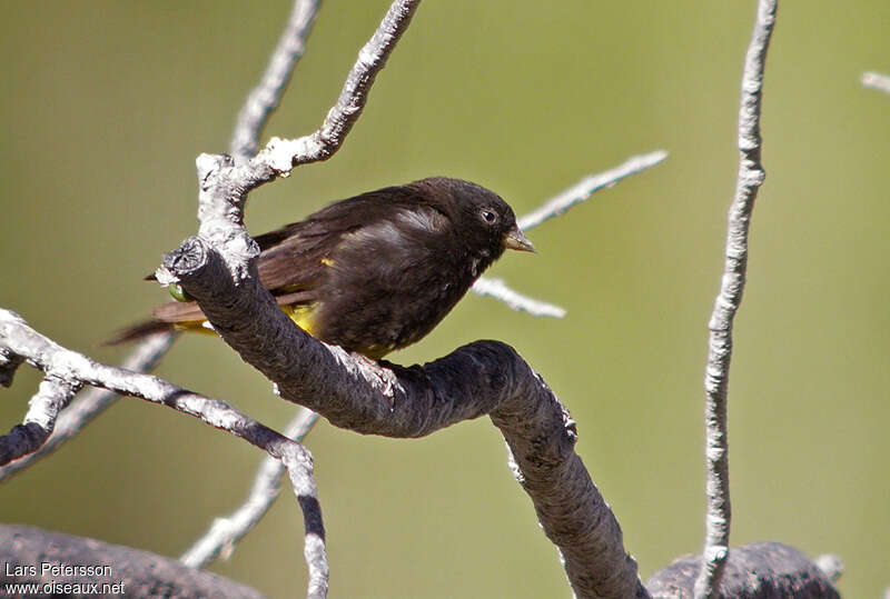 Black Siskin male, Behaviour