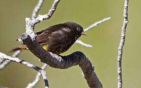 Black Siskin