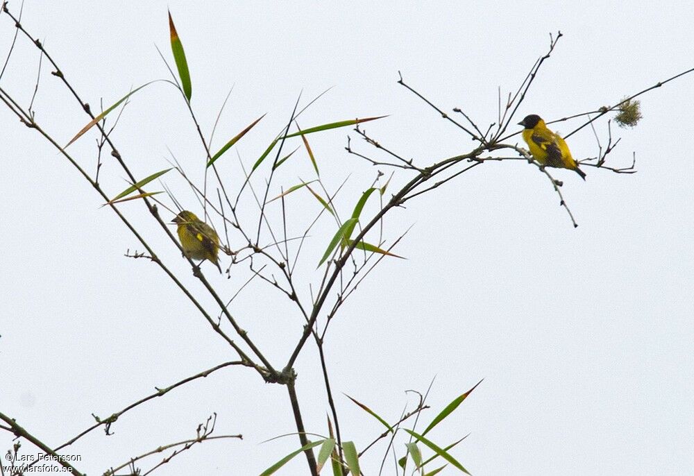 Saffron Siskin