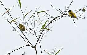 Saffron Siskin