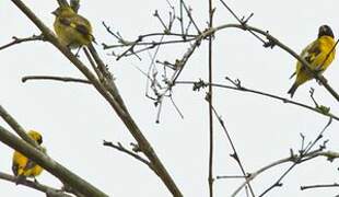 Saffron Siskin