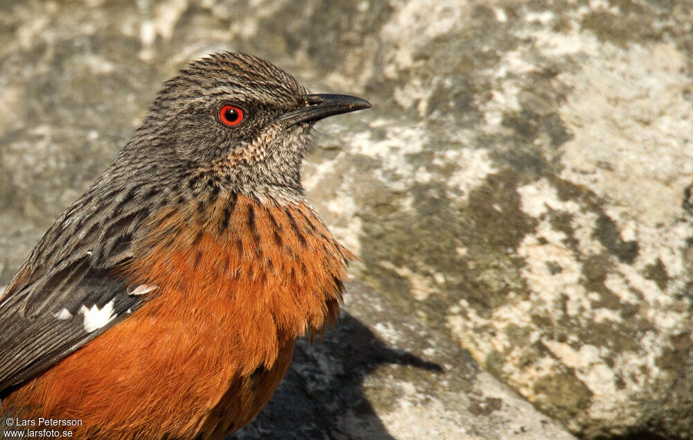 Cape Rockjumper