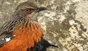 Cape Rockjumper