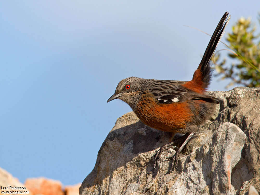 Cape Rockjumper female adult, pigmentation, Behaviour