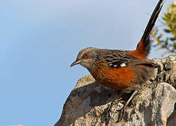 Cape Rockjumper