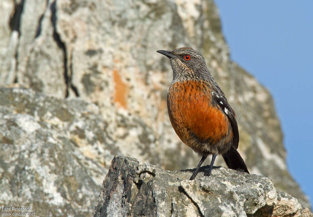 Cape Rockjumper female