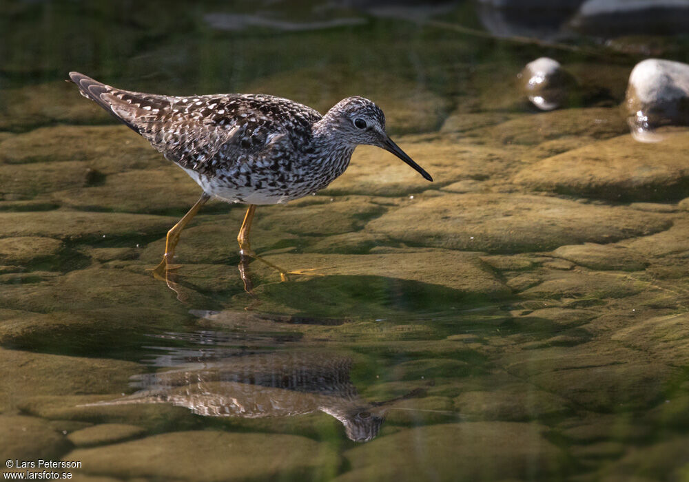 Lesser Yellowlegs