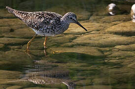 Lesser Yellowlegs