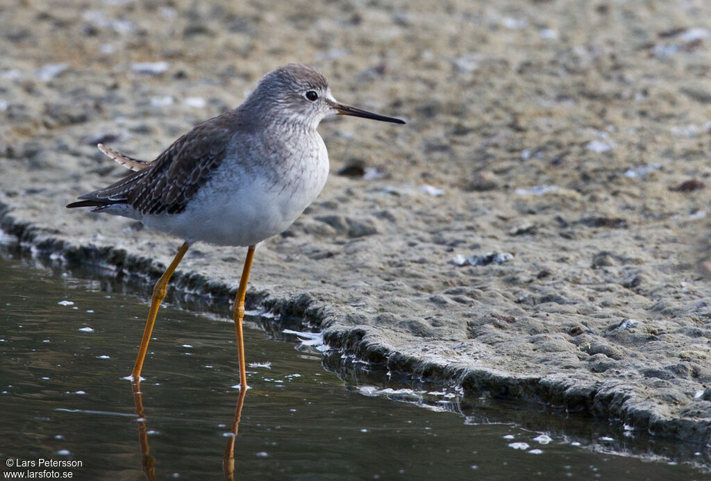 Lesser Yellowlegs