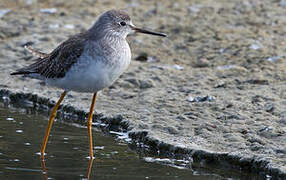 Lesser Yellowlegs