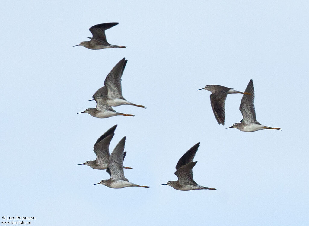 Lesser Yellowlegs