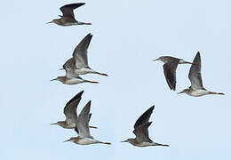 Lesser Yellowlegs