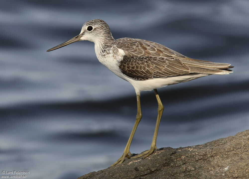 Common Greenshank