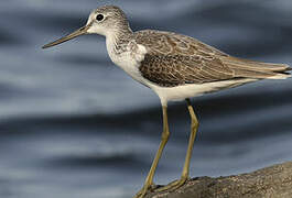 Common Greenshank