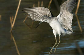 Common Greenshank