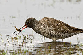 Spotted Redshank