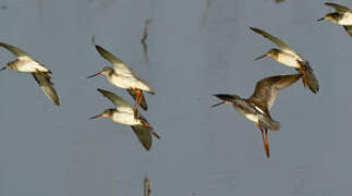 Spotted Redshank