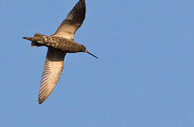 Spotted Redshank