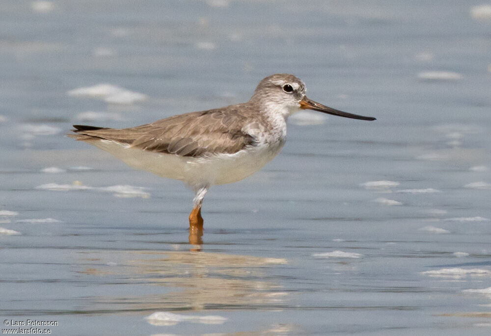 Terek Sandpiper