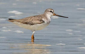 Terek Sandpiper