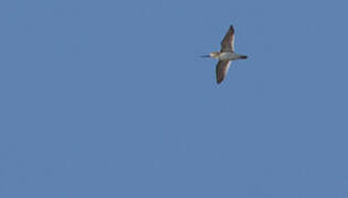 Terek Sandpiper