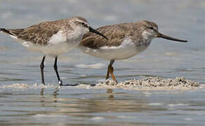 Terek Sandpiper