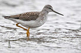 Greater Yellowlegs