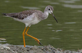 Greater Yellowlegs