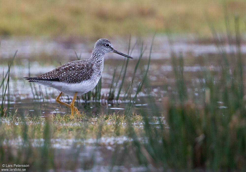 Greater Yellowlegs