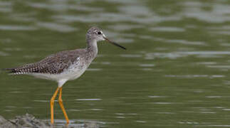 Greater Yellowlegs