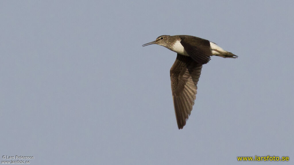 Green Sandpiper