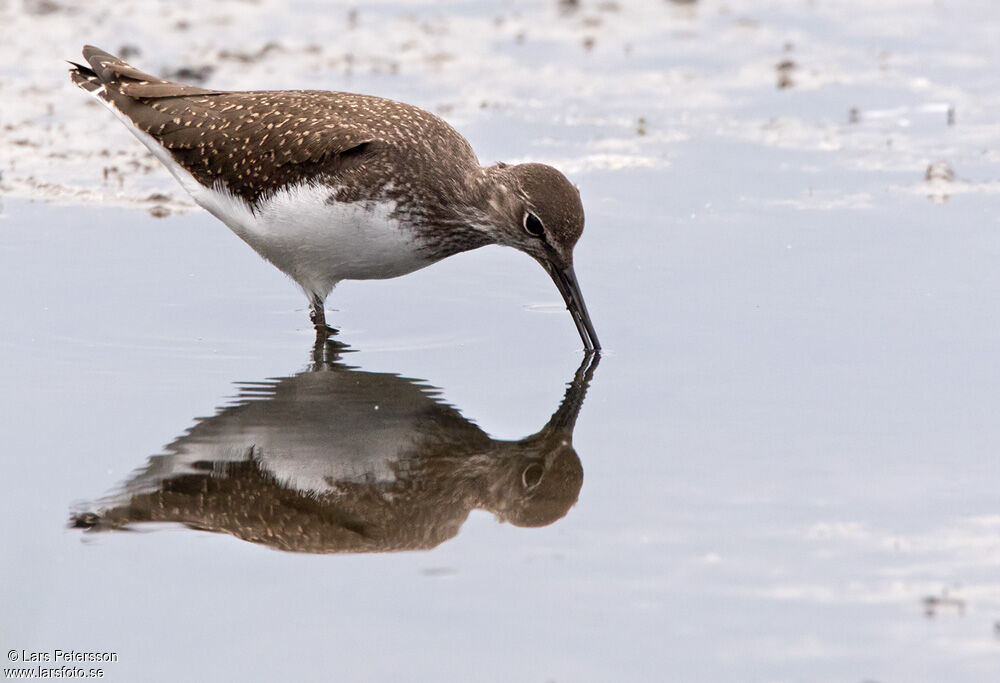 Green Sandpiper