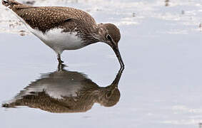 Green Sandpiper