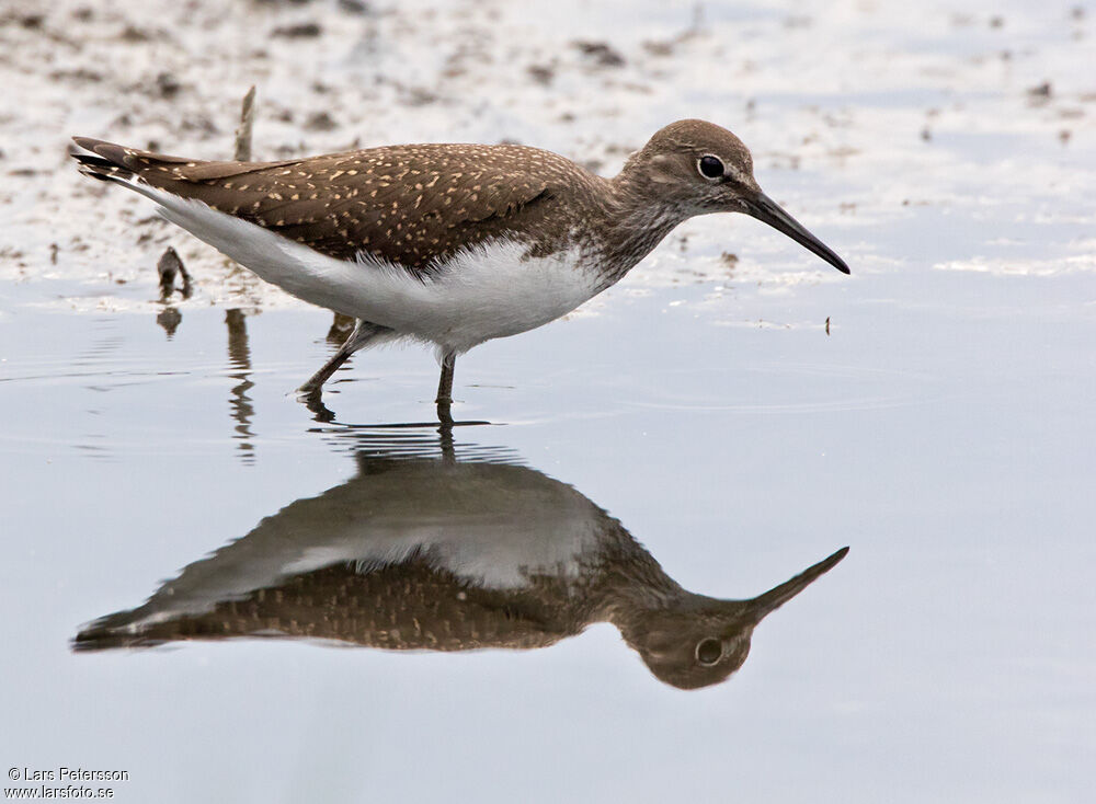 Green Sandpiper