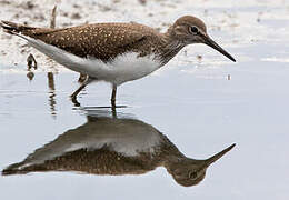 Green Sandpiper