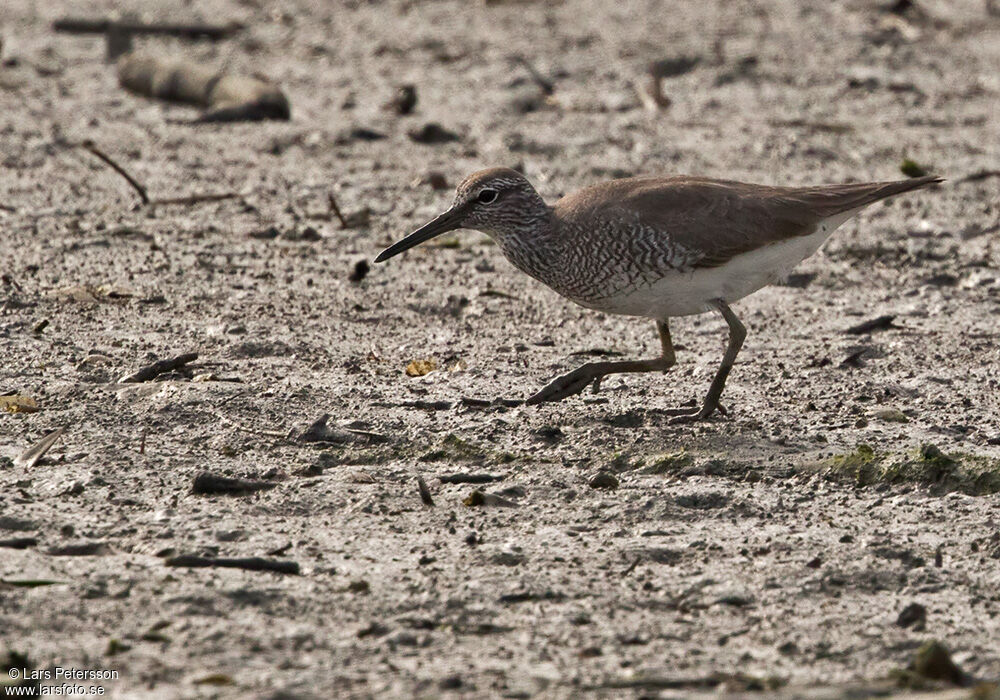 Grey-tailed Tattler