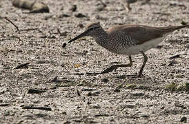 Grey-tailed Tattler