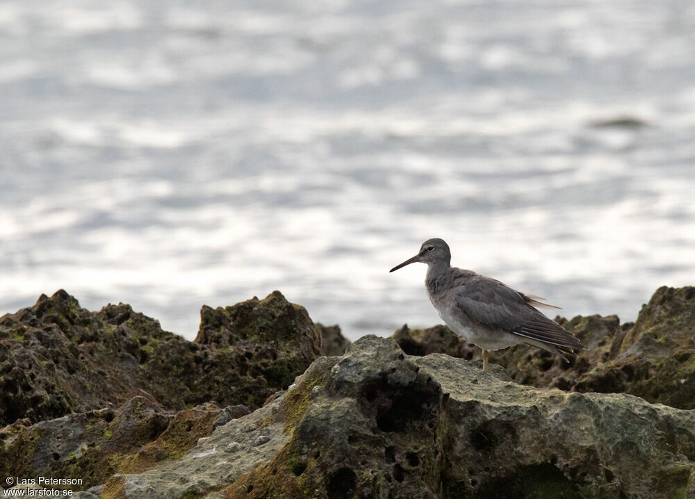 Grey-tailed Tattler